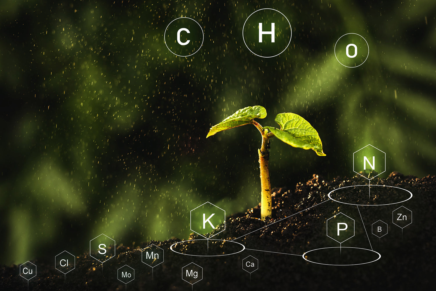 mons fortis - Visualisierung von Mikronährstoffen. Keimling in Erde. Es regnet.